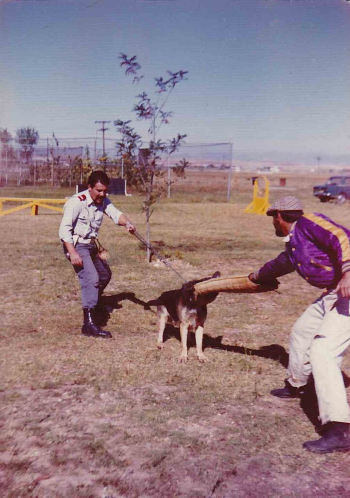 pastor alemán perros policía