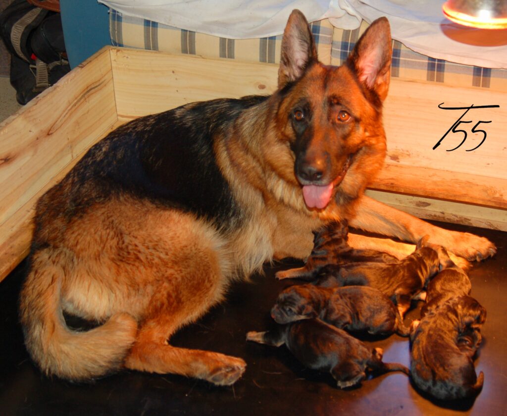 unka cachorros
