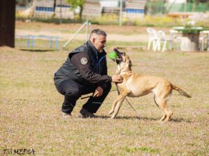 Inicio 1 Adiestradores Caninos Profesionales