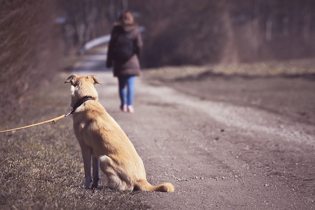 perro abandonado
