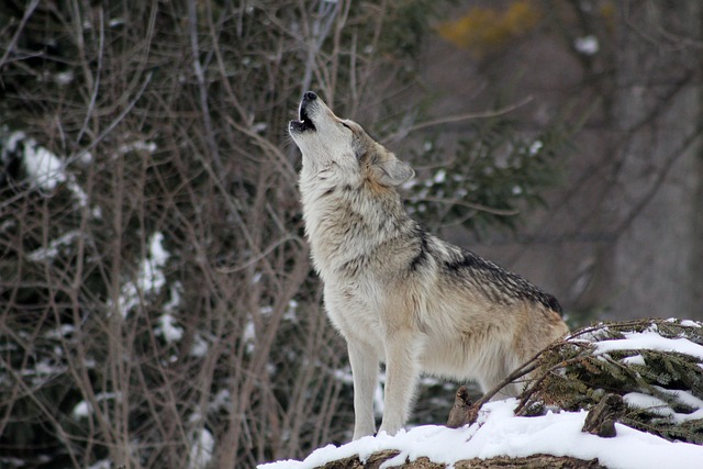 wolf gc29249349 640