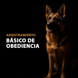 Adiestramiento Básico de Obediencia