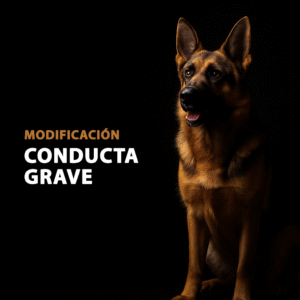 Modificación de conducta canina grave