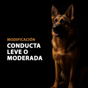 Modificación de conducta canina leve o moderada